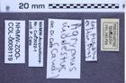 Etiketten zu Agrypnus modestus (NHMW-ZOO-COL-0008119)